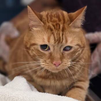 Ki -  Domestic Short Hair Cat for Adoption in Newark, New Jersey - Ki | PetCurious