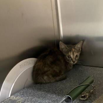 Zuko -  Domestic Short Hair Cat for Adoption in Milton, Florida - Zuko | PetCurious