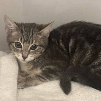 Domestic Short Hair Cats Available for Adoption - Dassy | PetCurious