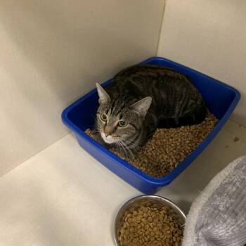 Domestic Short Hair Cats Available for Adoption in Dickinson, Texas - Rue | PetCurious
