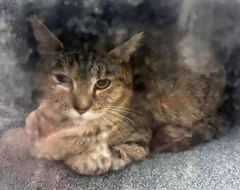 Domestic Short Hair Cats Available for Adoption in Nashville, Tennessee - Jessica | PetCurious