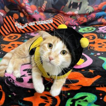 Buddy - NO FEE (Sponsored by Dr. Amanda Keith) -  Domestic Short Hair Cat for Adoption in Fairmont, Minnesota - Buddy - NO FEE (Sponsored By Dr. Amanda Keith) | PetCurious