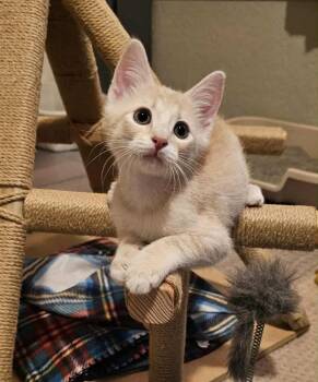 Rescue Domestic Short Hair Cats for Adoption in Warr Acres, Oklahoma - Blaze | PetCurious