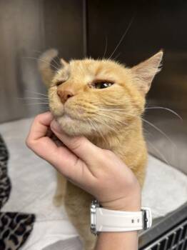 Debbie Does Dumpsters -  Domestic Short Hair Cat for Adoption in Richmond, Virginia - Debbie Does Dumpsters | PetCurious