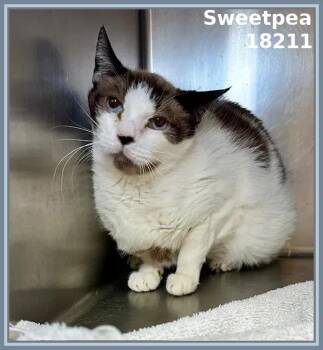 Domestic Short Hair Cats Available for Adoption in Marietta, Georgia - SWEETPEA | PetCurious