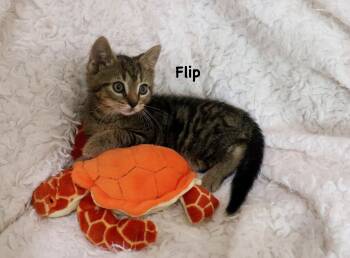 Tabby Cats Available for Adoption in St. Augustine, Florida - Flip | PetCurious
