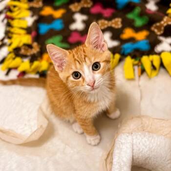 Tartar Sauce -  Domestic Short Hair Cat for Adoption in Jupiter, Florida - Tartar Sauce | PetCurious