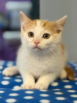 Domestic Short Hair Cats Available for Adoption in Lovingston, Virginia - Rangoon | PetCurious