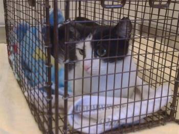 VITALIA -  Domestic Short Hair Cat for Adoption in Sacramento, California - VITALIA | PetCurious
