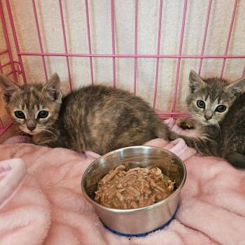 Domestic Short Hair Cats Available for Adoption in Clifton, New Jersey - M Kittens- Siblings- Bonded Pair. Foster Care Ready Soon | PetCurious