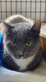 Robb (JB4) -  Domestic Short Hair Cat for Adoption in Trenton, New Jersey - Robb (JB4) | PetCurious