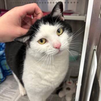 Domestic Short Hair Cats Available for Adoption in Pittsburgh, Pennsylvania - Salt | PetCurious