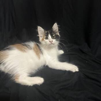 Shock -  Domestic Medium Hair Cat for Adoption in Port Charlotte, Florida - Shock | PetCurious