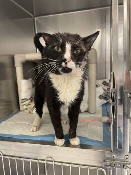 Rescue Domestic Short Hair Cats for Adoption in Oakland, New Jersey - Hank | PetCurious