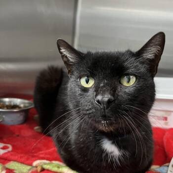 Domestic Short Hair Cats Available for Adoption - Cash | PetCurious