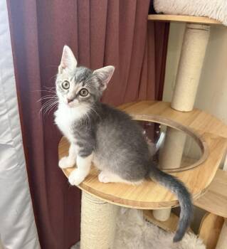 Tamatoa Disney -  Domestic Short Hair and Tabby Cat for Adoption in Chandler, Arizona - Tamatoa Disney | PetCurious