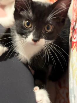 Domestic Short Hair Cats Available for Adoption in Sandy Springs, Georgia - Goji(berry) | PetCurious