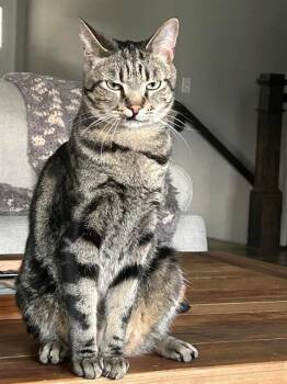 Domestic Short Hair Cats Available for Adoption in St. Peters, Missouri - MILO | PetCurious