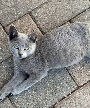 Rescue American Shorthair Cats for Adoption in Charles City, Iowa - Lincoln | PetCurious