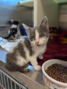 Tuna Phish 63835 -  Domestic Short Hair Cat for Adoption in Aiken, South Carolina - Tuna Phish 63835 | PetCurious