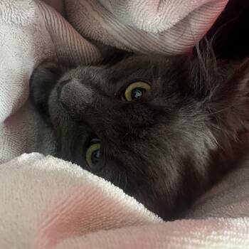 Domestic Long Hair Cats Available for Adoption in Oak Park, Illinois - Langdon/OPAC6686 | PetCurious