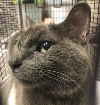 Domestic Short Hair Cats Available for Adoption in Conroe, Texas - A427540 | PetCurious