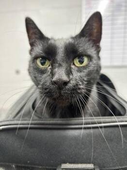 Sabrina -  Domestic Short Hair Cat for Adoption in West Chester, Pennsylvania - Sabrina | PetCurious