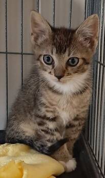 Garth -  Domestic Short Hair Cat for Adoption in Georgetown, Ohio - Garth | PetCurious