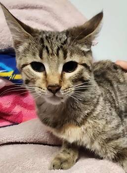 Rescue Domestic Short Hair Cats for Adoption in Midland, Michigan - Memphis | PetCurious