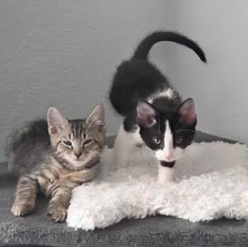Pepper & Basil Avery bonded pair -  Domestic Short Hair and Tabby Cat for Adoption in Morrison, Colorado - Pepper & Basil Avery Bonded Pair | PetCurious