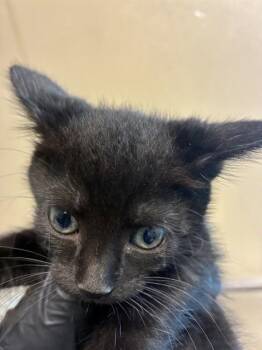 MRS PUFF -  Domestic Short Hair Cat for Adoption in San Jose, California - MRS PUFF | PetCurious