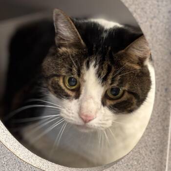 Highway -  Domestic Short Hair and Tiger Cat for Adoption in Batavia, New York - Highway | PetCurious