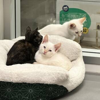 Butch -  Domestic Short Hair Cat for Adoption in Prosper, Texas - Butch | PetCurious