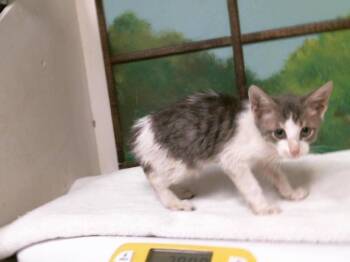 JOE -  Domestic Short Hair Cat for Adoption in Houston, Texas - JOE | PetCurious