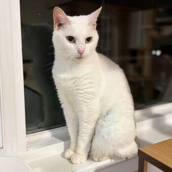 Bunny -  Domestic Short Hair Cat for Adoption - Bunny | PetCurious