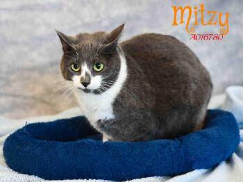 COUY -  Domestic Short Hair Cat for Adoption in Aliquippa, Pennsylvania - COUY | PetCurious