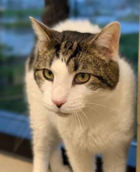 Pax -  Domestic Short Hair and Tabby Cat for Adoption in Greenfield, Indiana - Pax | PetCurious
