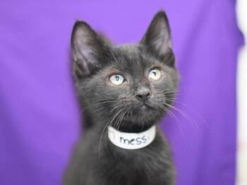 Messi -  Domestic Short Hair Cat for Adoption in Portland, Oregon - Messi | PetCurious