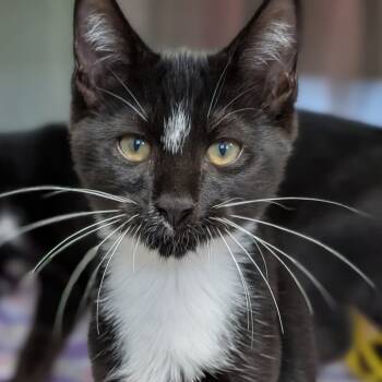 Rescue Domestic Short Hair Cats for Adoption in Decherd, Tennessee - Mermaid Man | PetCurious