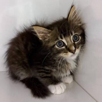 Chestnut (no collar) -  Domestic Medium Hair Cat for Adoption in Redwood City, California - Chestnut (no Collar) | PetCurious