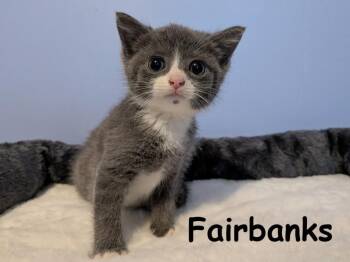 Domestic Short Hair Cats Available for Adoption in New Bern, North Carolina - FAIRBANKS Kitten (m) | PetCurious