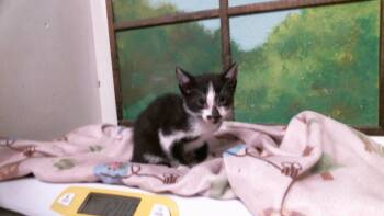 A2094407 -  Domestic Short Hair Cat for Adoption in Houston, Texas - A2094407 | PetCurious