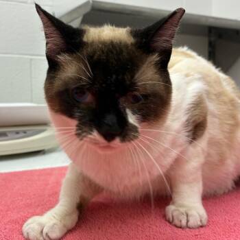 Siamese Cats Available for Adoption in Corpus Christi, Texas - Franky | PetCurious