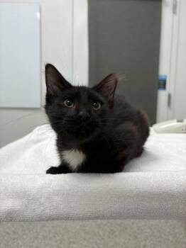 Appalachian Raised -  Domestic Medium Hair Cat for Adoption in Kansas City, Missouri - Appalachian Raised | PetCurious