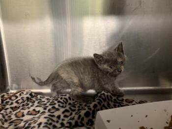 Domestic Short Hair Cats Available for Adoption in Grand Prairie, Texas - FIJI | PetCurious
