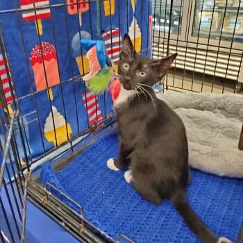 Spatz 0239 polydactyl -  Extra Toes Cat Hemingway Polydactyl and Domestic Short Hair Cat for Adoption in Dallas, Texas - Spatz 0239 Polydactyl | PetCurious