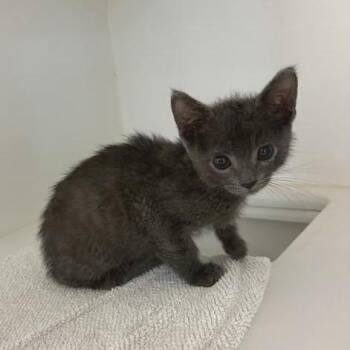 Taro -  Domestic Short Hair Cat for Adoption in Phoenix, Arizona - Taro | PetCurious