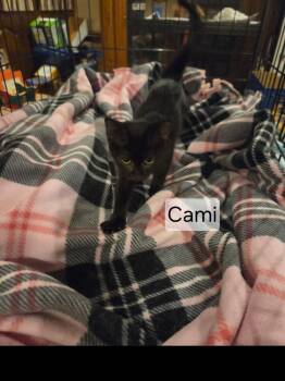 Cami 7748 -  Domestic Short Hair Cat for Adoption in Dallas, Texas - Cami 7748 | PetCurious