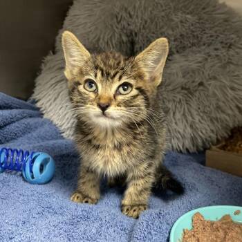 Lilly -  Domestic Short Hair Cat for Adoption in Webster, Texas - Lilly | PetCurious
