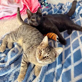 Rescue Domestic Short Hair Cats for Adoption in Leetonia, Ohio - Woody And Jesse | PetCurious
